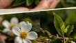 Fresh white camellia sinensis tea blossom