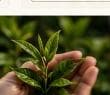 Hands holding freshly harvested organic tea leaves